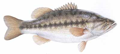 lake fish chart